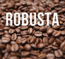 Giá Robusta trở lại mức cao nhất 16 năm, cà phê trong nước cũng tăng vọt